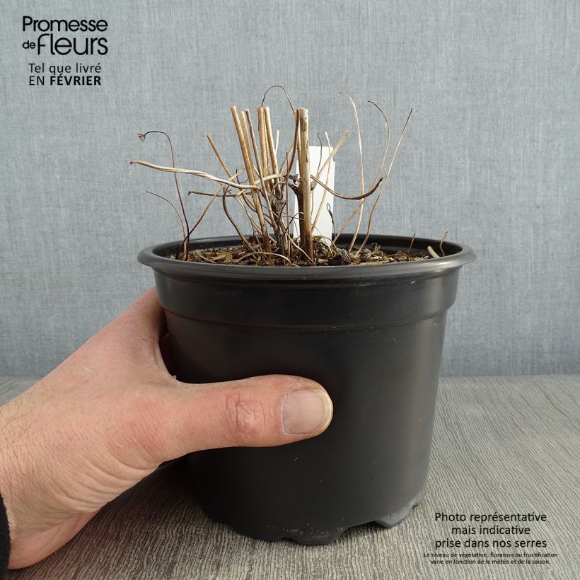 Spécimen de Anémone du Japon Prinz Heinrich - Anemone hupehensis Pot de 2L/3L tel que livré en hiver