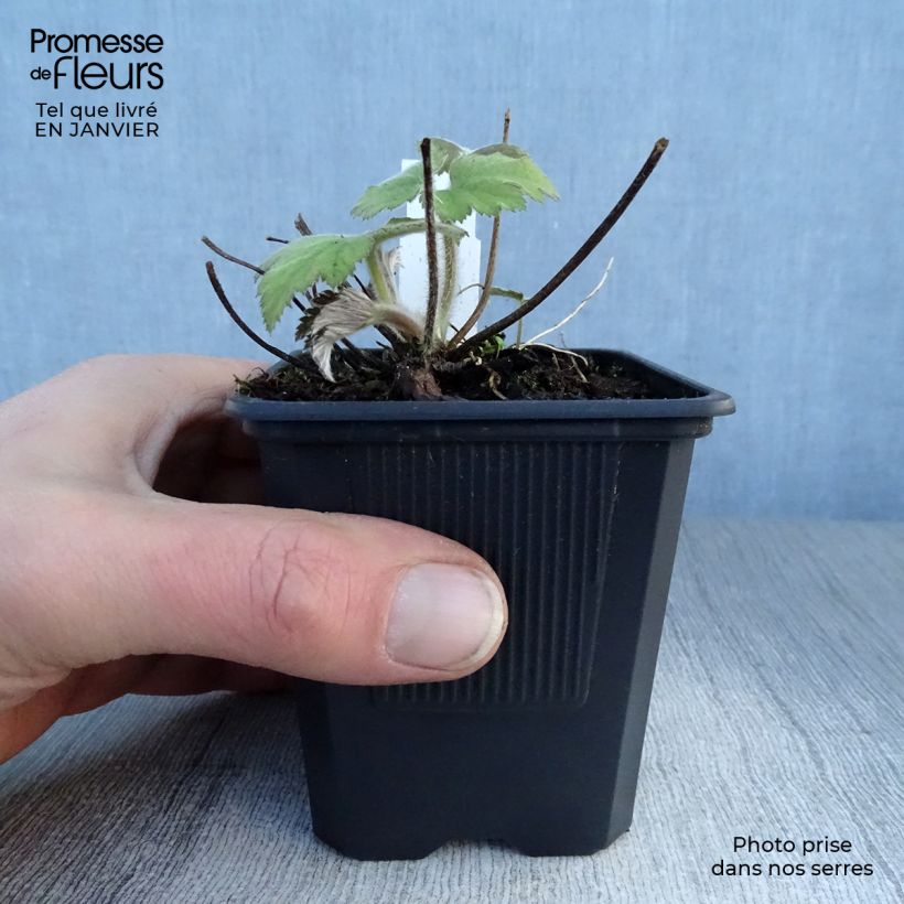Spécimen de Anémone du Japon Robustissima - Anemone tomentosa Godet de 8/9 cm tel que livré en hiver