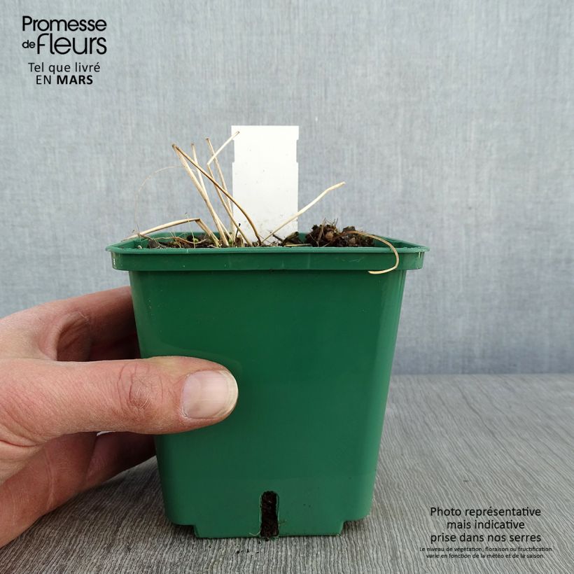 Spécimen de Anémone du Japon Robustissima - Anemone tomentosa Pot de 1,5L/2L tel que livré en hiver