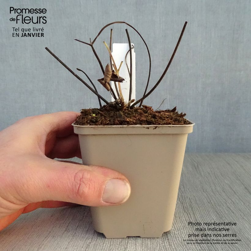 Spécimen de Anémone du Japon Septemberglanz - Anemone tomentosa Godet de 8/9 cm tel que livré en hiver