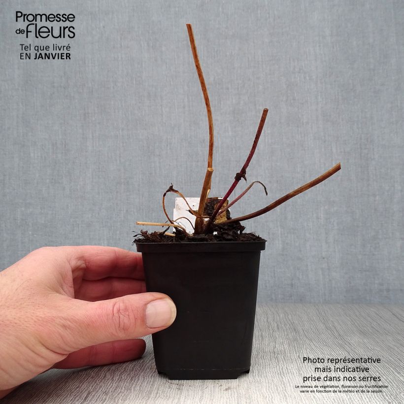 Spécimen de Anémone du Japon hybride Frilly Knickers Godet de 8/9 cm tel que livré en hiver