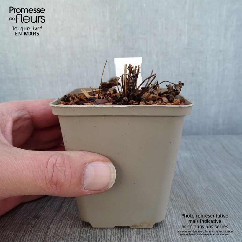 Spécimen de Anémone du Japon hybride Satin Doll Rosé Godet de 8/9 cm tel que livré en hiver