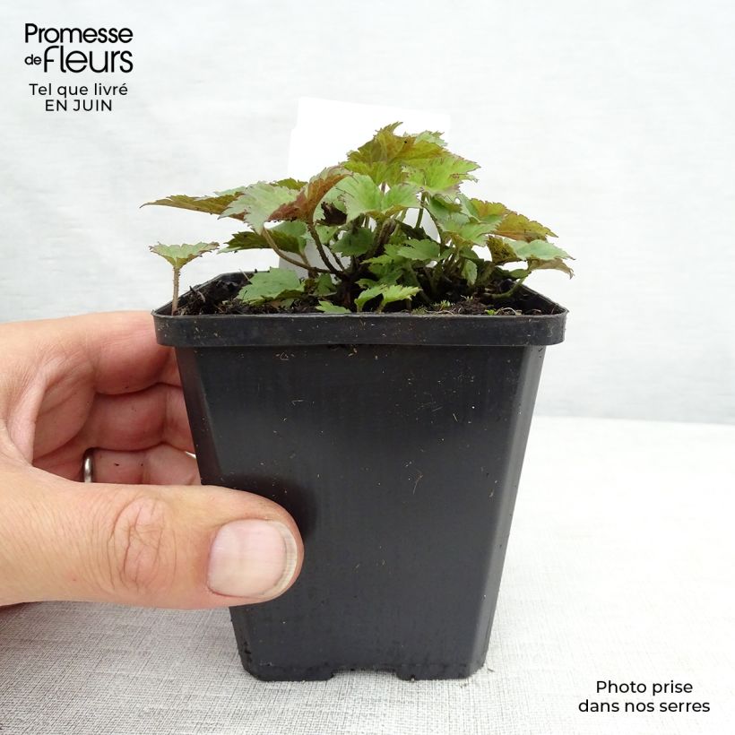 Spécimen de Anemone hupehensis Praecox Godet de 8/9 cm tel que livré en été