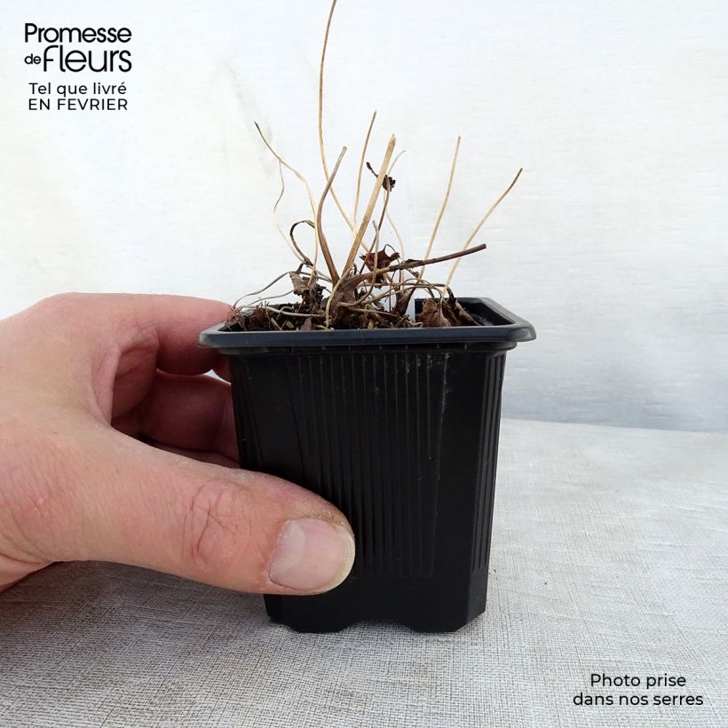 Spécimen de Anemone hupehensis Praecox Godet de 8/9 cm tel que livré en hiver