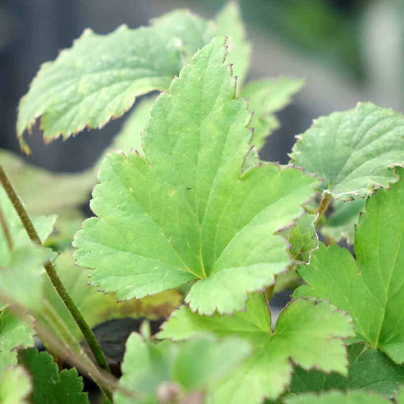 Anemone hupehensis Praecox (Feuillage)