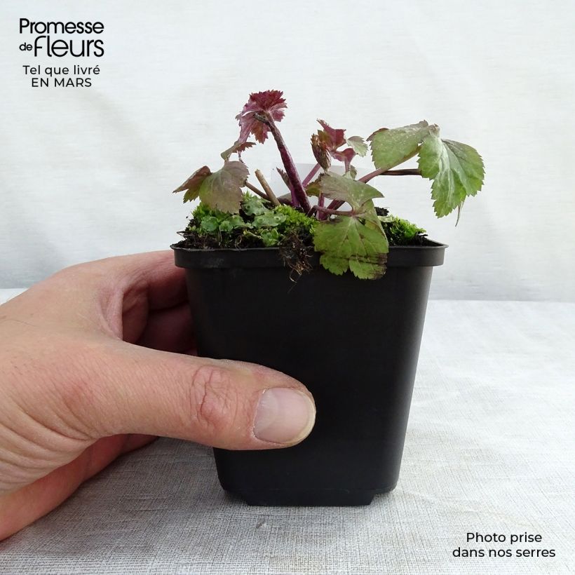 Spécimen de Anemone hybride Dainty Swan - Anémone japonaise bicolore Godet de 8/9 cm tel que livré en hiver