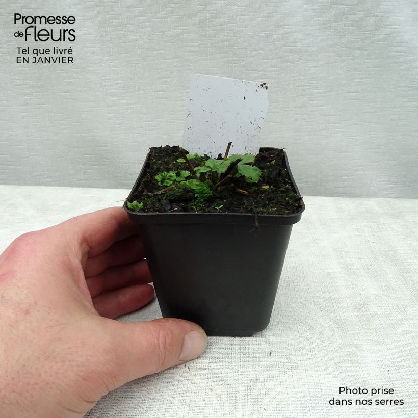 Spécimen de Anemone hybride Elfin Swan - Anémone japonaise. Godet de 8/9 cm tel que livré en hiver