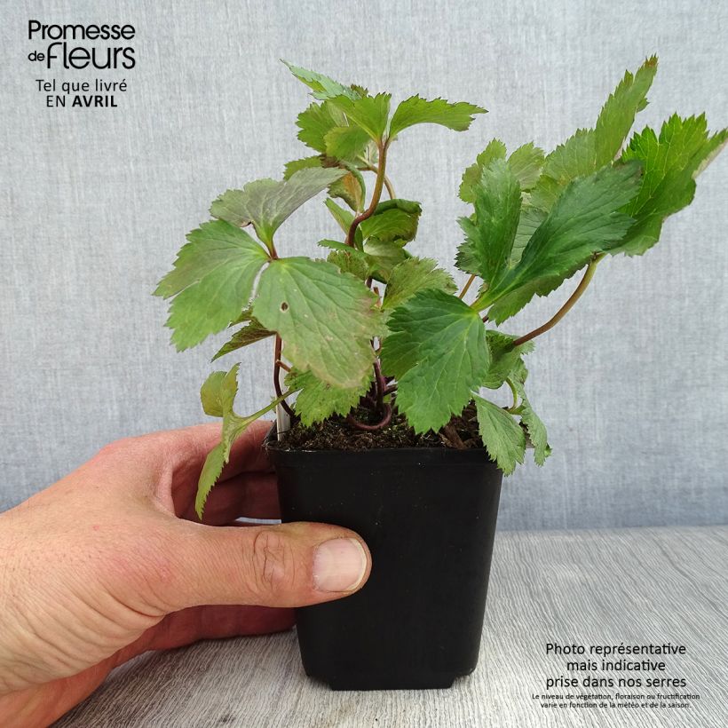 Spécimen de Anemone hybride Elfin Swan - Anémone japonaise. Godet de 8/9 cm tel que livré au printemps