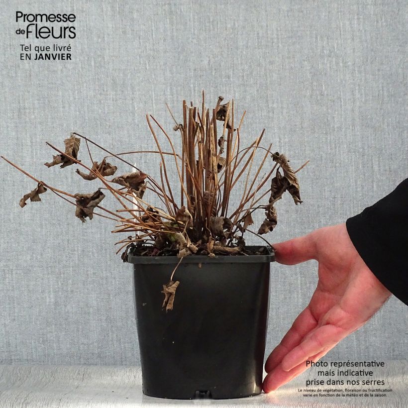 Spécimen de Anemone hybride Elfin Swan - Anémone japonaise. Pot de 2L/3L tel que livré en hiver