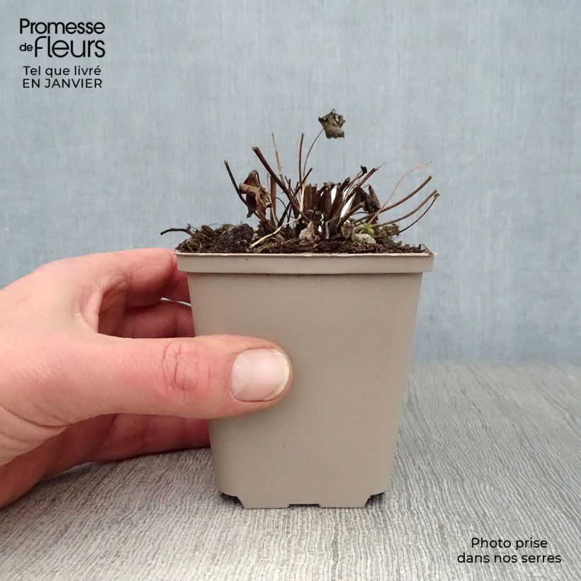 Spécimen de Anémone hybride Snow Angels Godet de 8/9 cm tel que livré en hiver