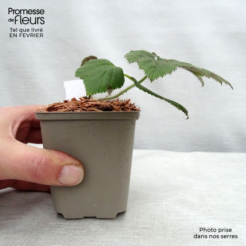 Spécimen de Anemone hybride Tiki Sensation Godet de 8/9 cm tel que livré en hiver