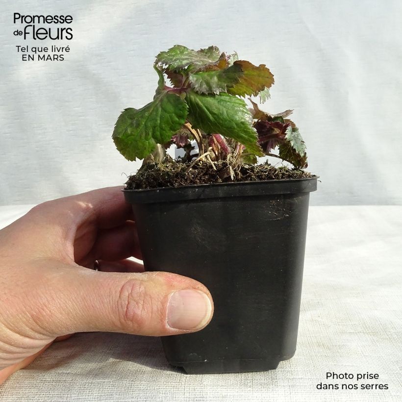 Spécimen de Anémone japonaise Dreaming Swan Godet de 8/9 cm tel que livré au printemps