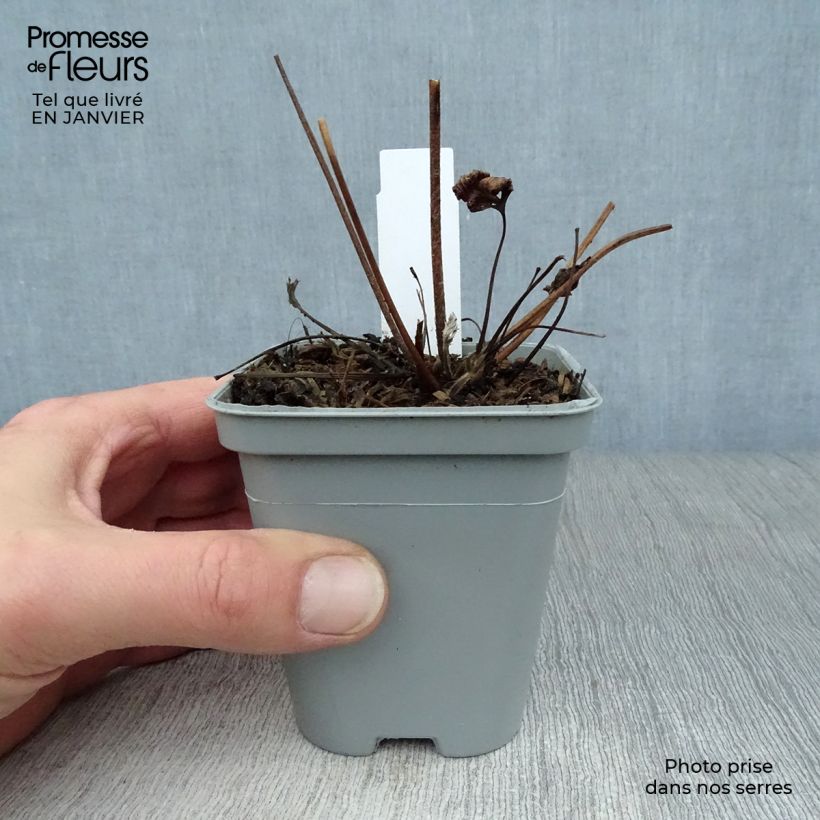 Spécimen de Anémone japonaise Hadspen Abundance Godet de 8/9 cm tel que livré en hiver