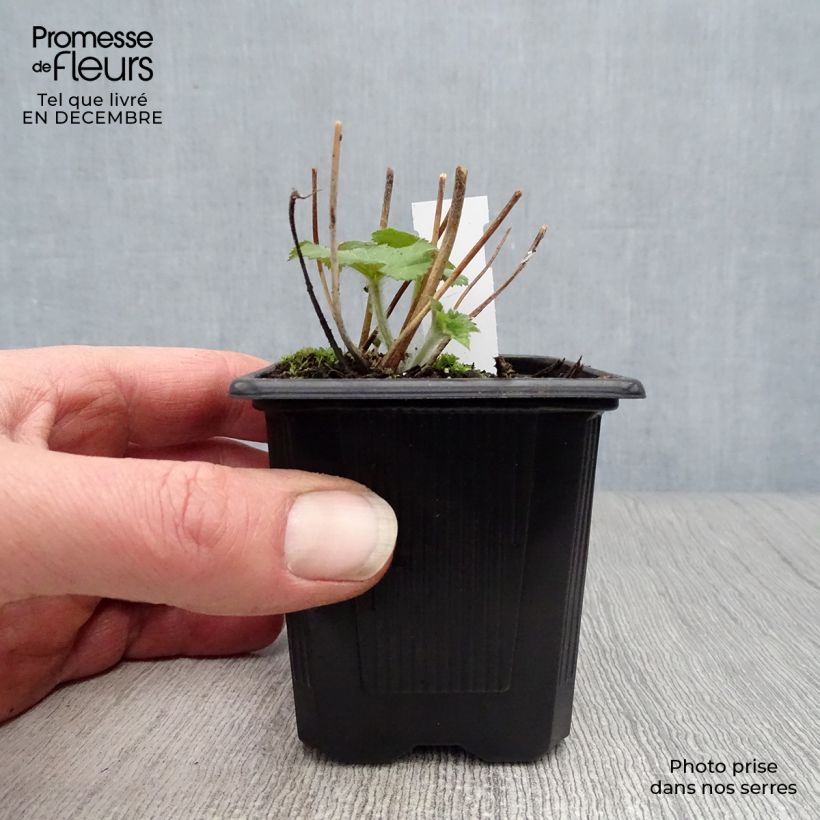 Spécimen de Anémone japonaise Honorine Jobert Godet de 8/9 cm tel que livré en hiver