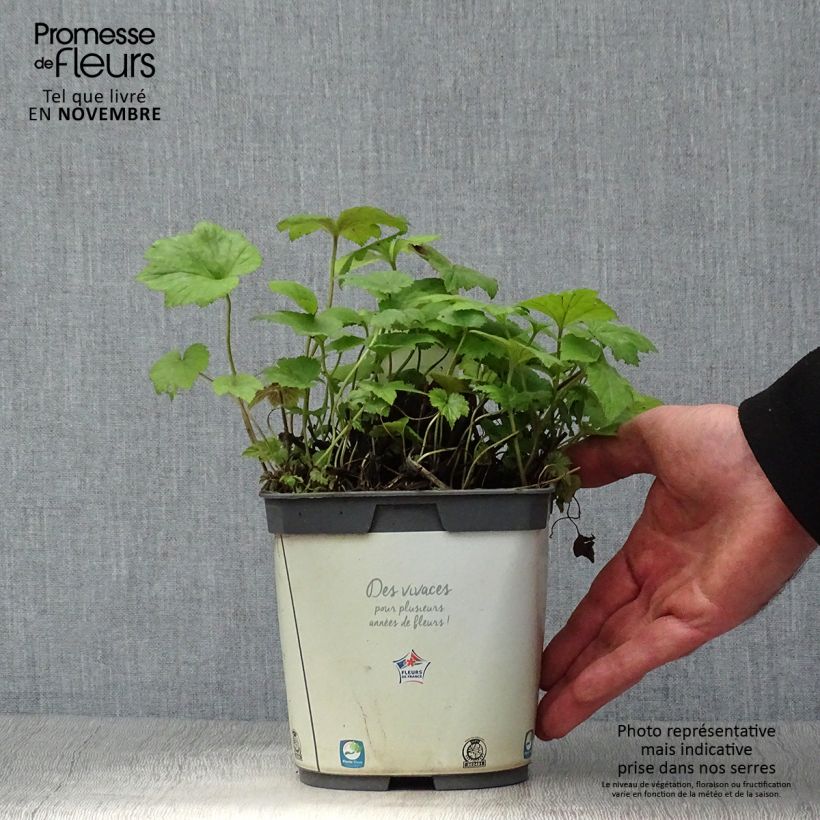 Spécimen de Anémone japonaise Honorine Jobert Pot de 2L/3L tel que livré en automne