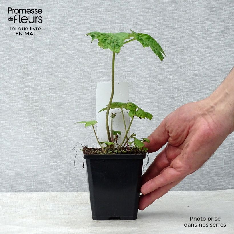 Spécimen de Anémone japonaise Honorine Jobert Godet de 8/9 cm tel que livré au printemps