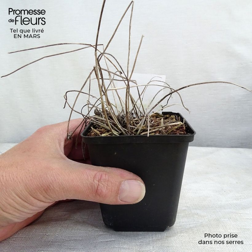 Amostra de Anémona-do-japão Margarete - Anemone × hybrida Vaso de 8/9 cm tal como entregue na primavera