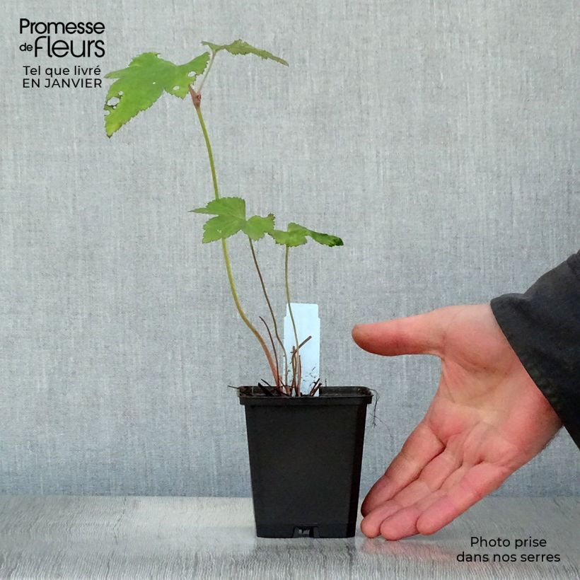 Spécimen de Anémone japonaise Mont Rose Godet de 8/9 cm tel que livré en hiver