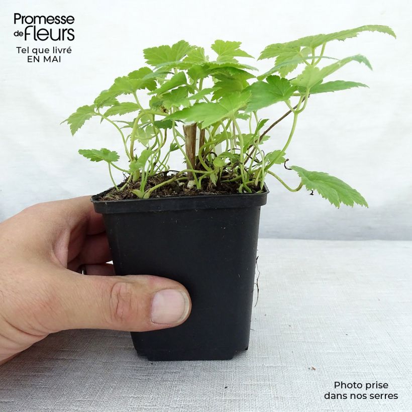 Spécimen de Anémone japonaise Pretty Lady Maria Godet de 8/9 cm tel que livré au printemps