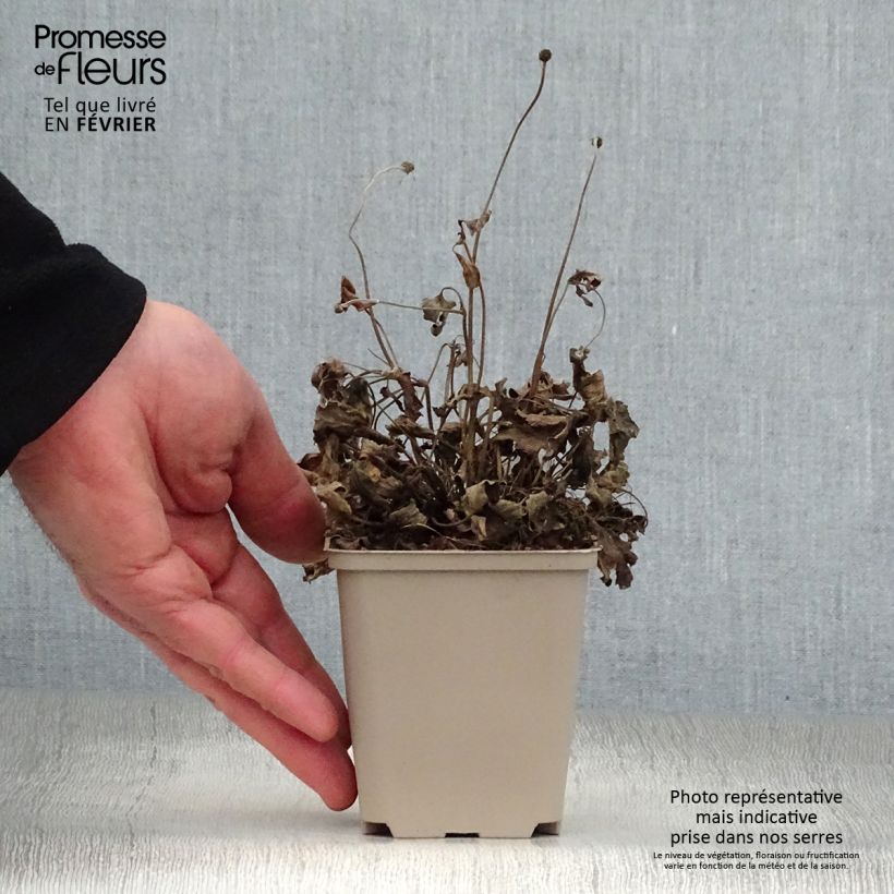 Spécimen de Anémone japonaise Pretty Lady Susan Godet de 8/9 cm tel que livré en hiver