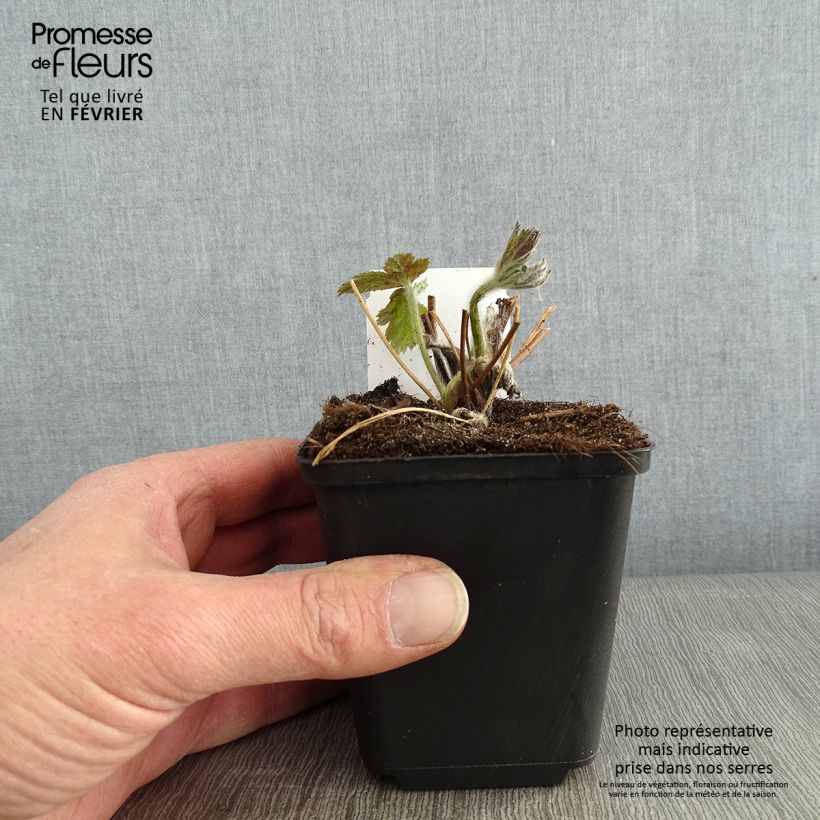 Spécimen de Anémone japonaise Regal Swan Godet de 8/9 cm tel que livré en hiver