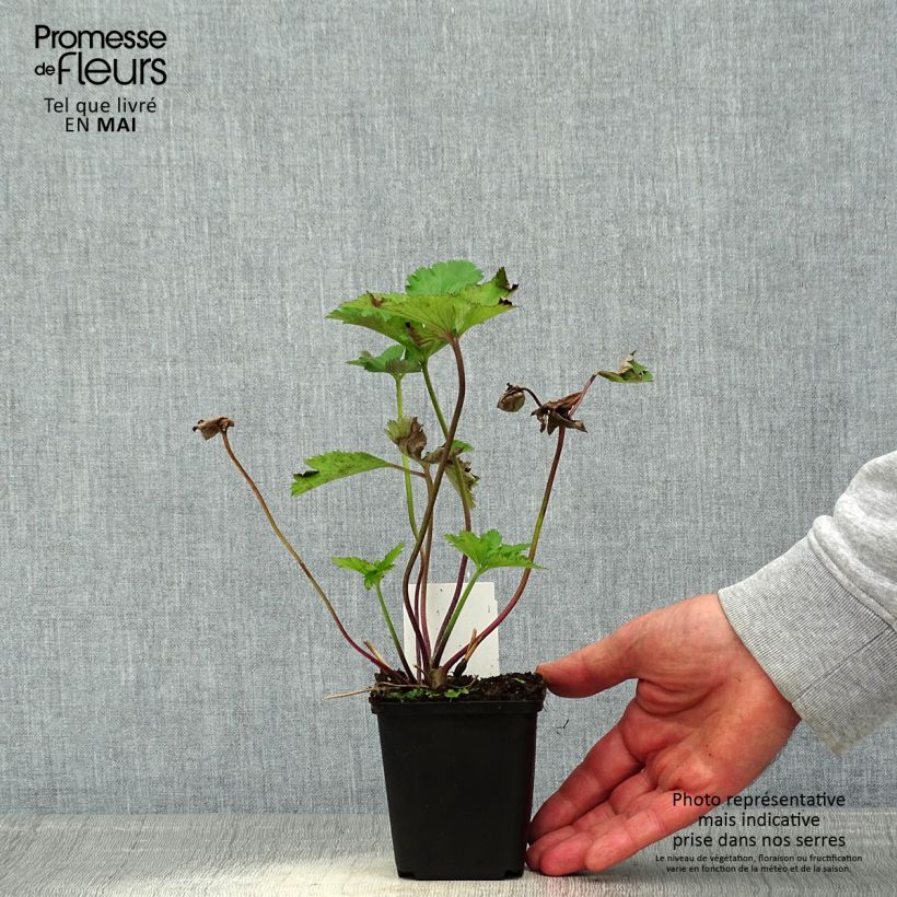 Spécimen de Anémone japonaise Regal Swan Godet de 8/9 cm tel que livré au printemps