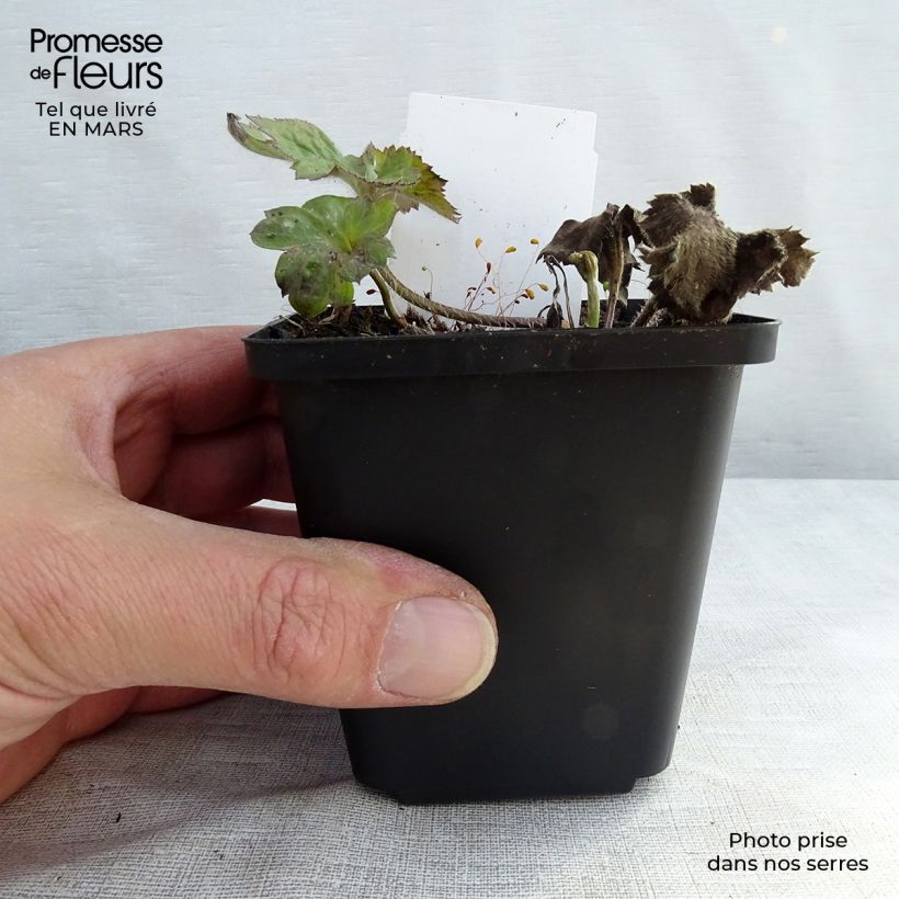 Anemone Königin Charlotte - Anemone giapponese Vasetto da 8/9 cm esemplare consegnato in primavera