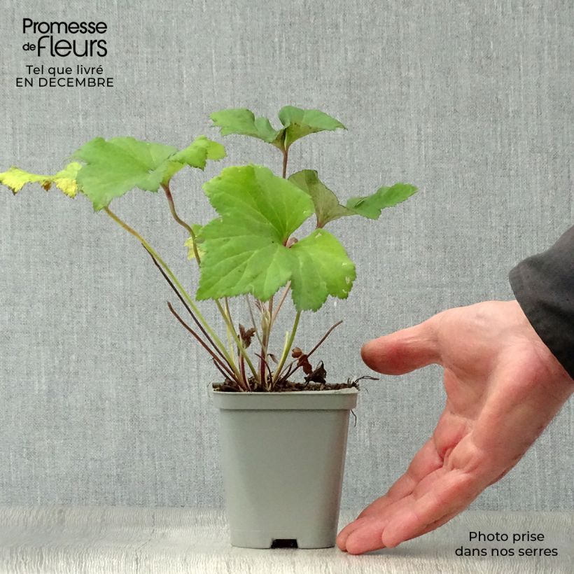 Spécimen de Anémone japonaise Richard Ahrens Godet de 8/9 cm tel que livré en hiver