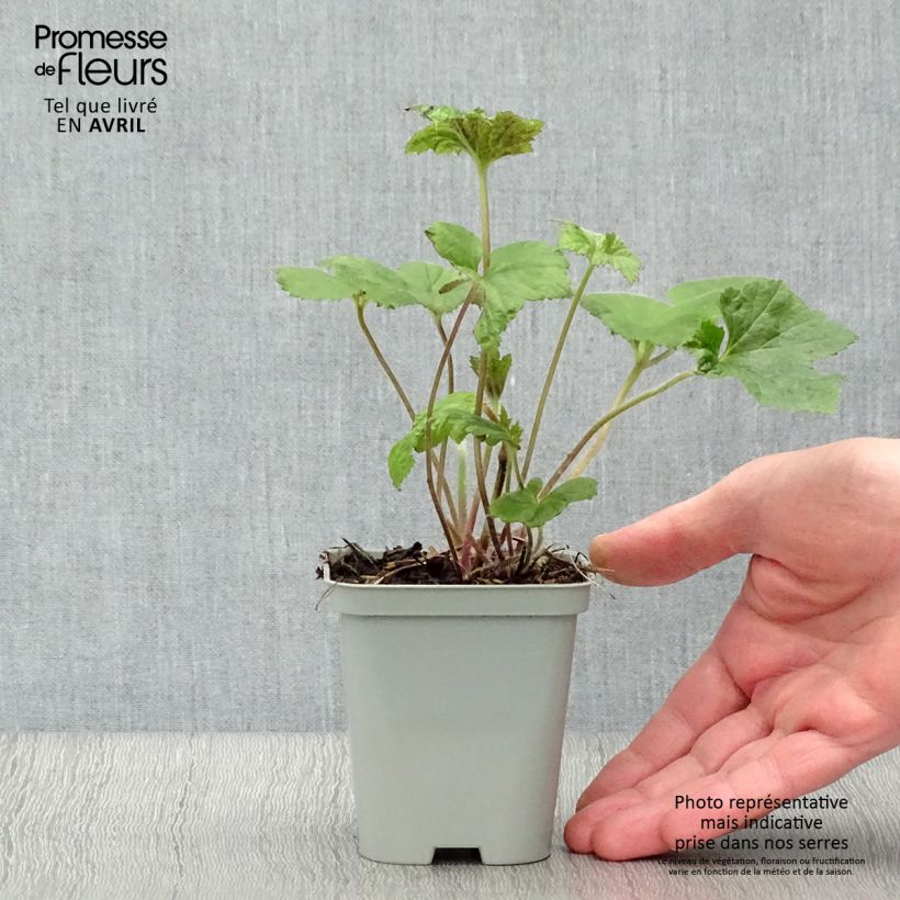 Spécimen de Anémone japonaise Richard Ahrens Godet de 8/9 cm tel que livré au printemps