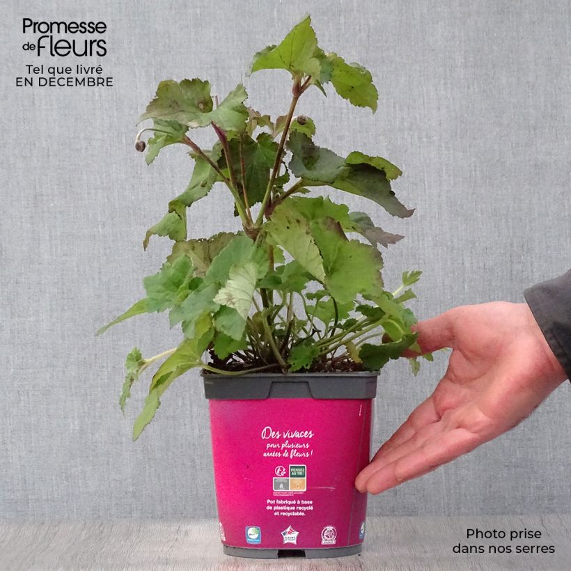 Spécimen de Anémone japonaise September Charm - Anemone hupehensis Pot de 2L/3L tel que livré en hiver