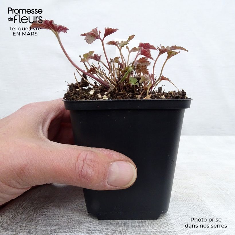 Spécimen de Anémone japonaise Splendens - Anemone hupehensis var.japonica Godet de 8/9 cm tel que livré au printemps