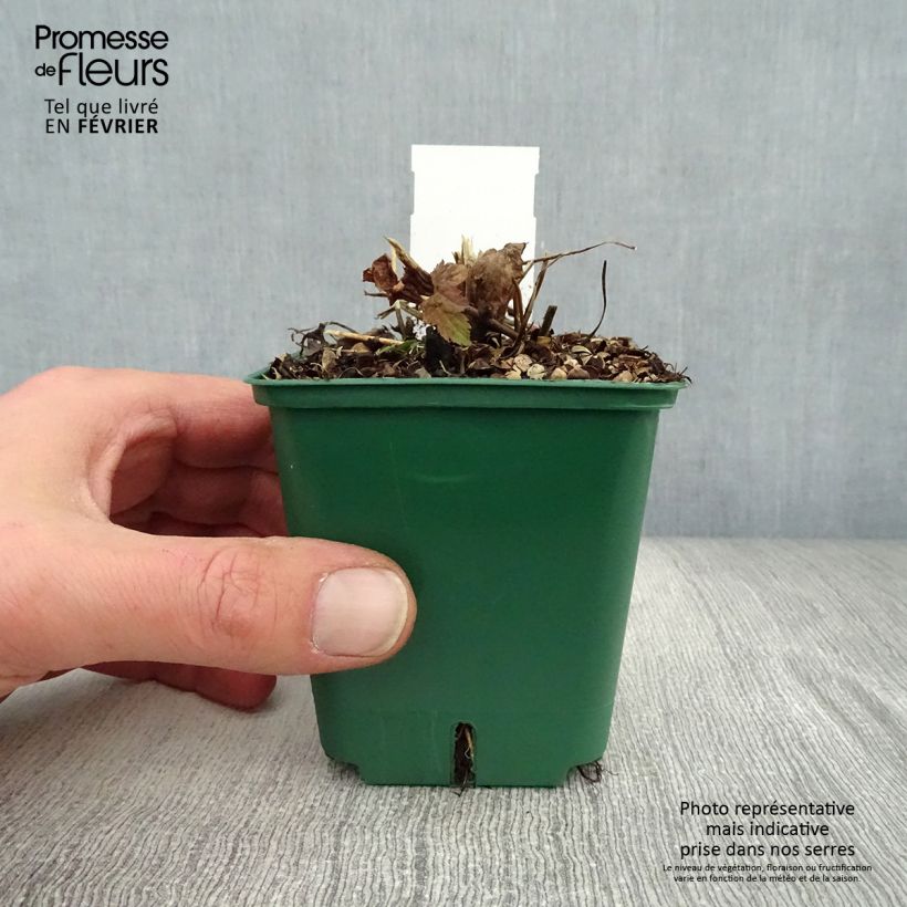 Spécimen de Anémone japonaise Splendens - Anemone hupehensis var.japonica Godet de 8/9 cm tel que livré en hiver