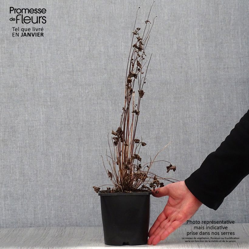 Spécimen de Anémone japonaise Splendens - Anemone hupehensis var.japonica Pot de 2L/3L tel que livré en hiver