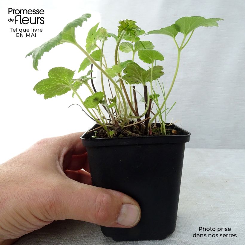 Exemplar von Anemone Whirlwind - Japan-Herbst-Anemone Kleine Töpfe von 8/9 cm wie im Frühjahr geliefert