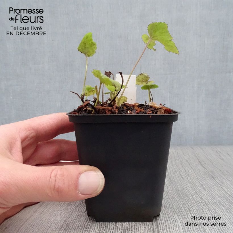 Spécimen de Anémone japonaise Whirlwind Godet de 8/9 cm tel que livré en hiver