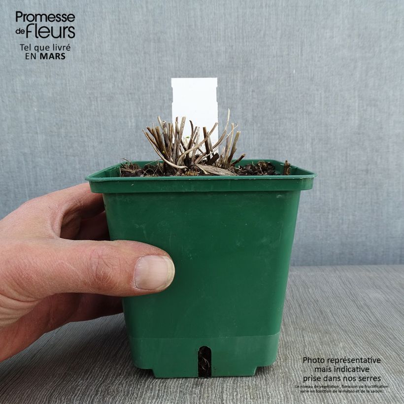 Spécimen de Anémone japonaise Whirlwind Pot de 1,5L/2L tel que livré en hiver