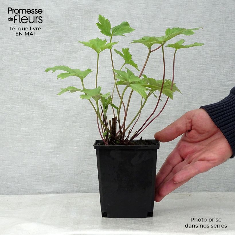 Spécimen de Anémone japonaise Wild Swan Godet de 8/9 cm tel que livré au printemps