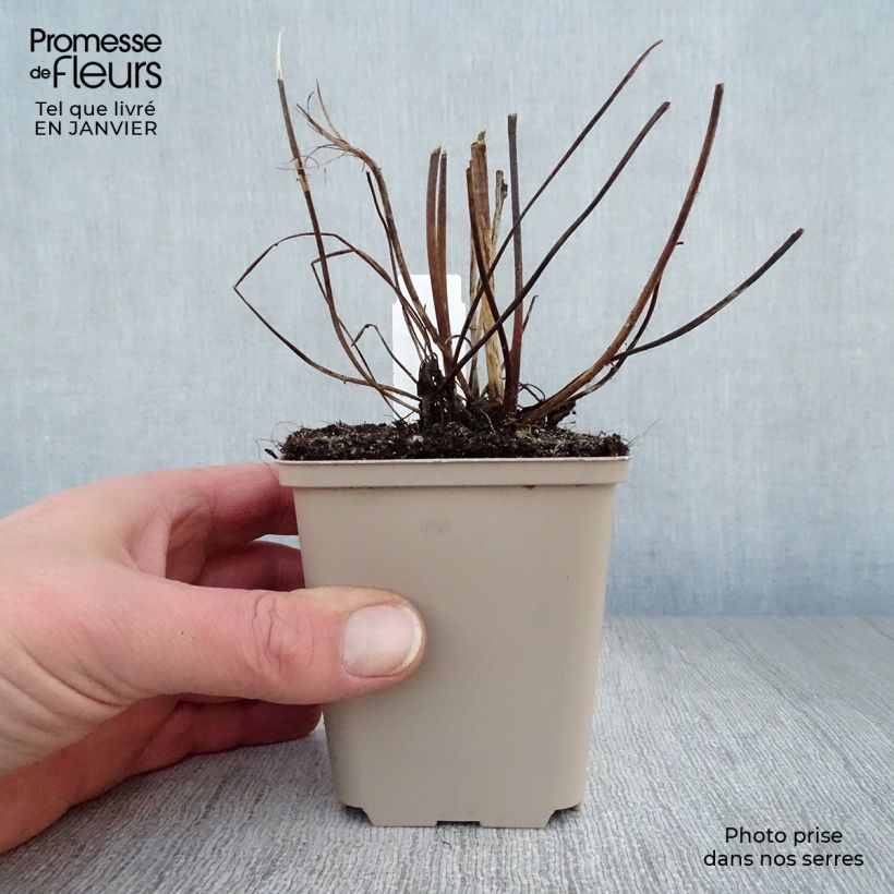 Spécimen de Anémone japonaise tomentosa Serenade Godet de 8/9 cm tel que livré en hiver