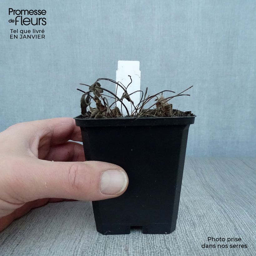 Spécimen de Anemone leveillei Godet de 8/9 cm tel que livré en hiver