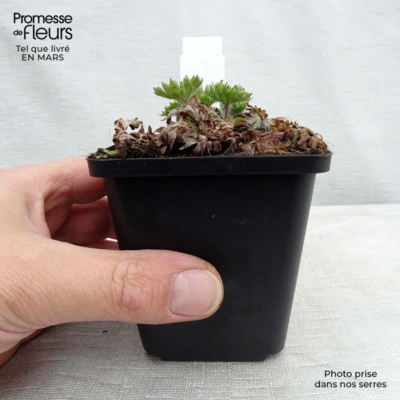 Spécimen de Anémone multifida Major - Anémone multifide Godet de 8/9 cm tel que livré en hiver