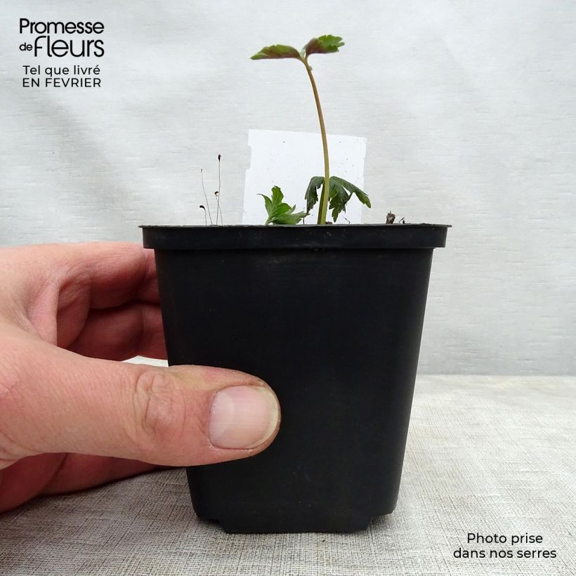 Spécimen de Anemone nemorosa - Anémone des bois Godet de 8/9 cm tel que livré en hiver