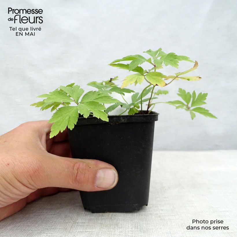 Spécimen de Anemone nemorosa - Anémone des bois Godet de 8/9 cm tel que livré au printemps