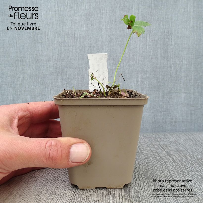 Spécimen de Anémone sauvage - Anemone sylvestris Godet de 8/9 cm tel que livré en automne