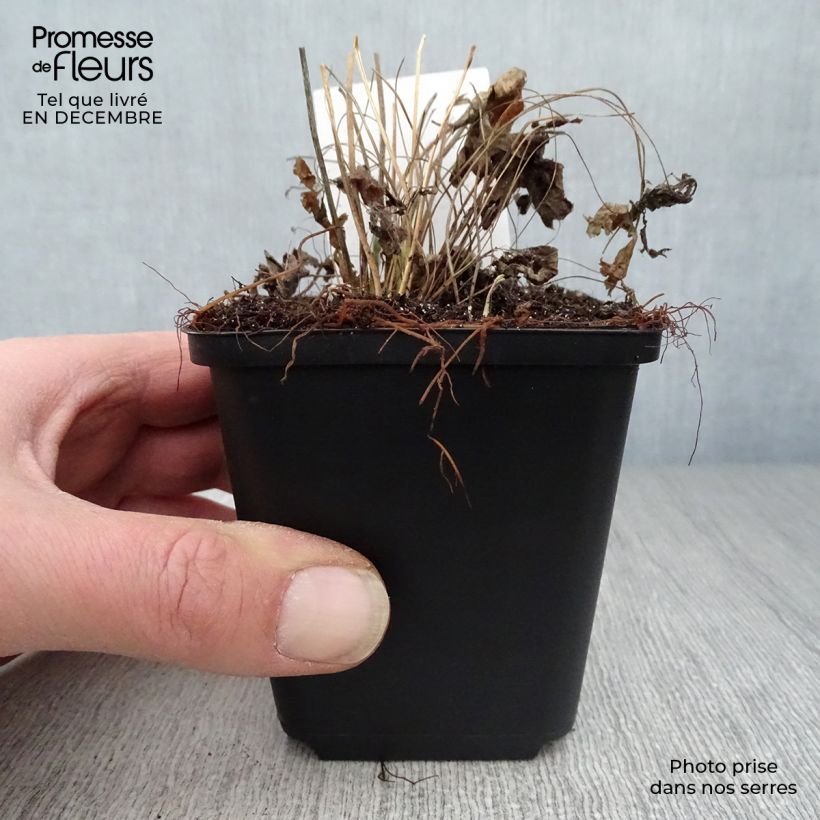 Spécimen de Anémone sauvage - Anemone sylvestris Godet de 8/9 cm tel que livré en hiver