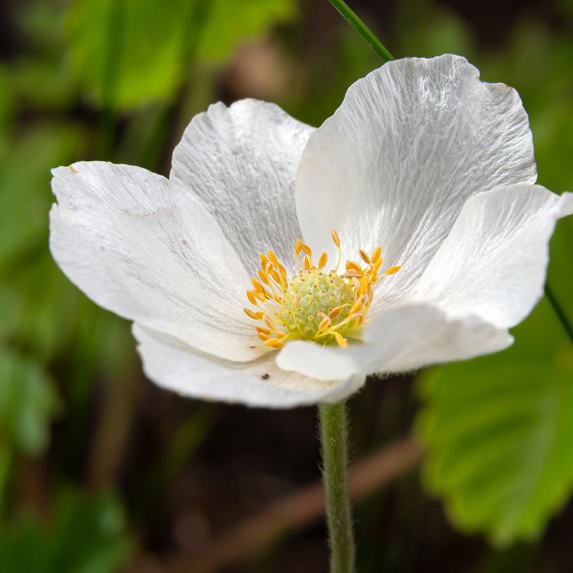 Anémone sauvage - Anemone sylvestris (Floraison)