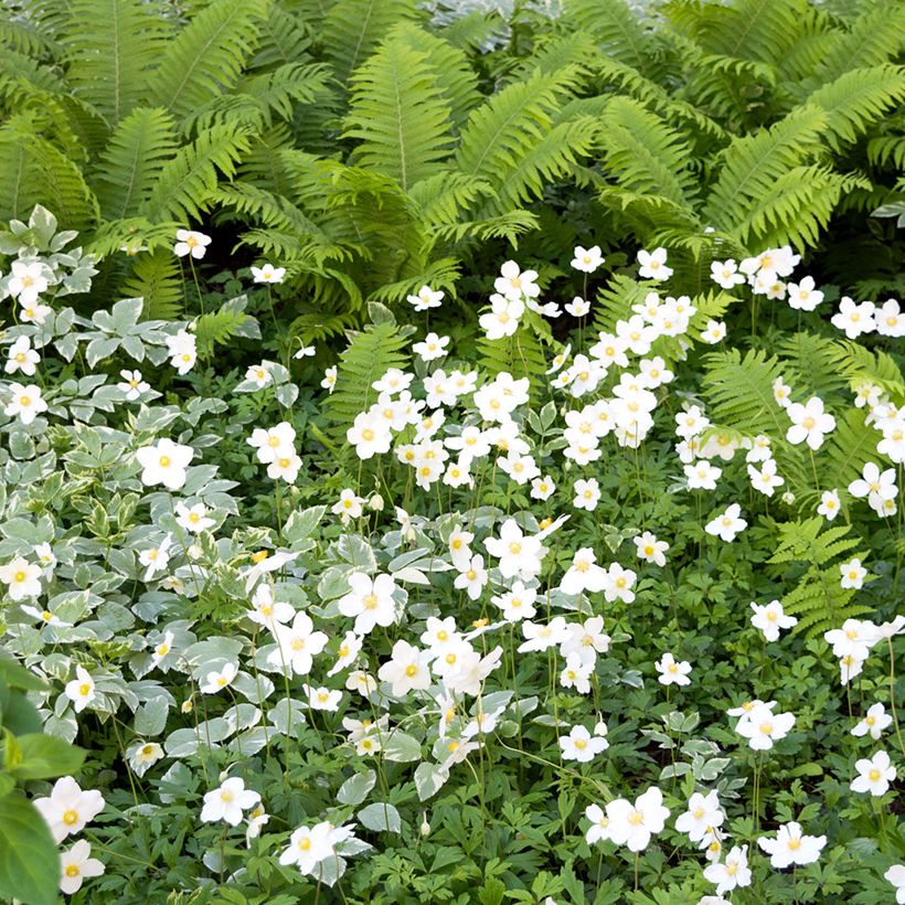 Anémone sauvage - Anemone sylvestris (Port)