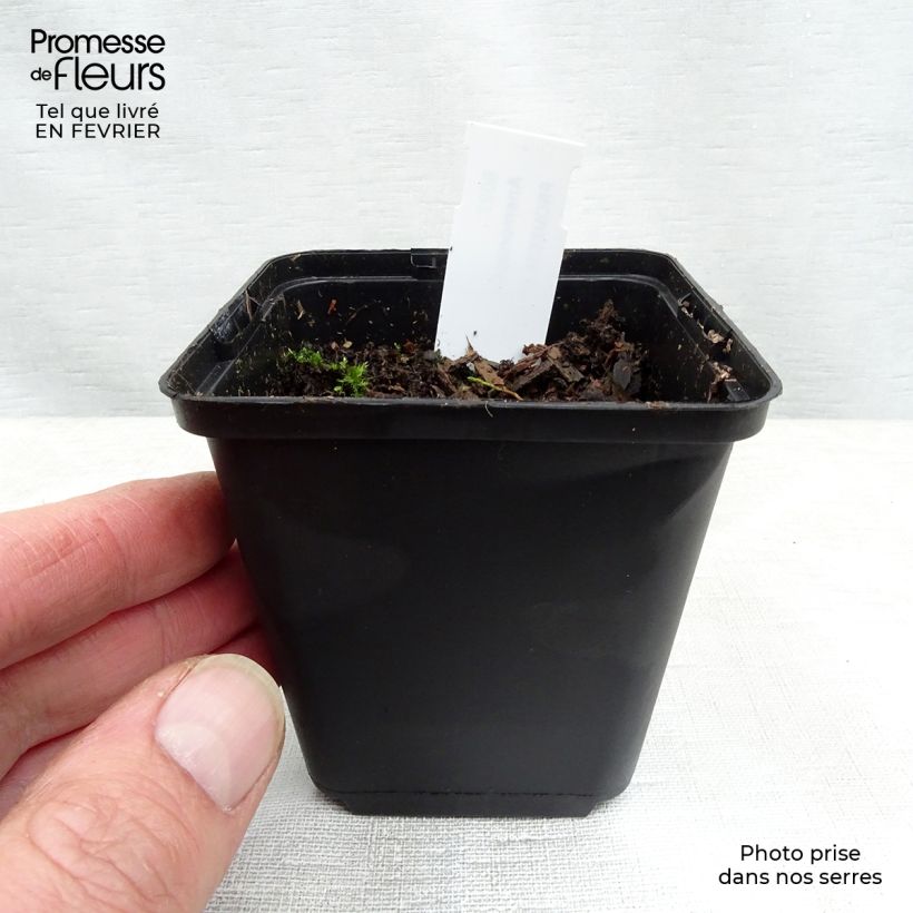 Spécimen de Anemonopsis macrophylla - Fausse anémone Godet de 8/9 cm tel que livré en hiver