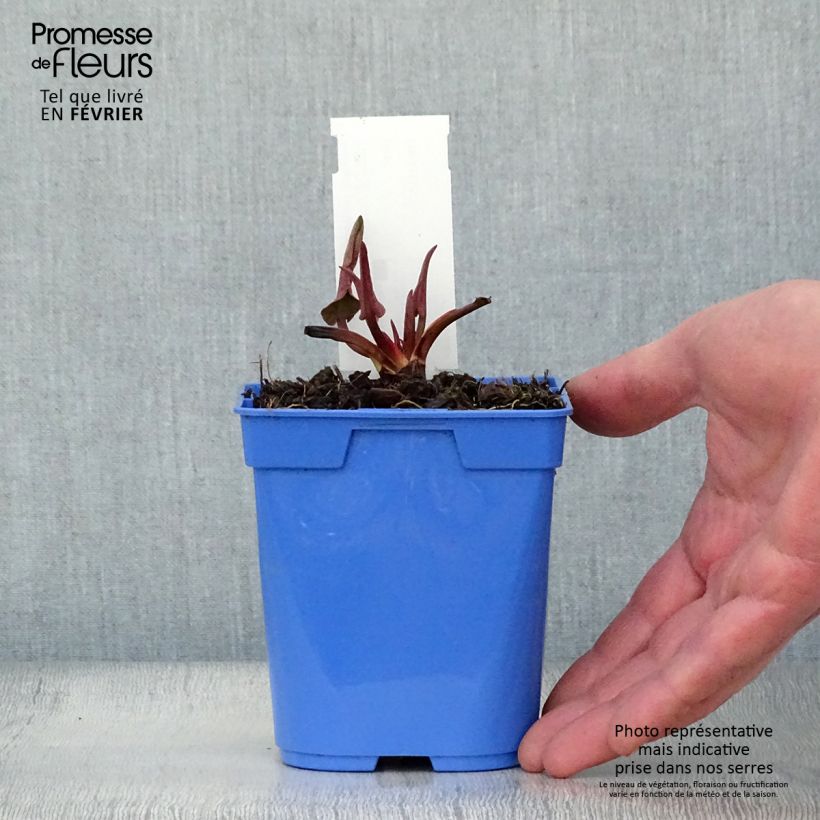 Spécimen de Anemopsis californica - Anémopsis de Californie Godet de 8/9 cm tel que livré en hiver