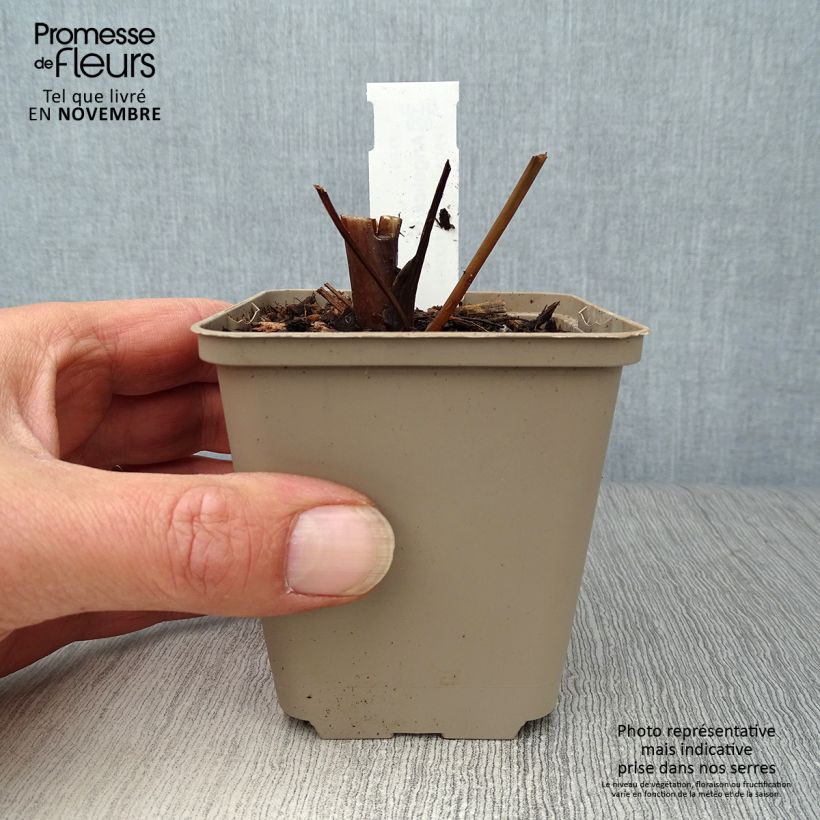 Spécimen de Angelica gigas - Angélique rouge Godet de 8/9 cm tel que livré en automne