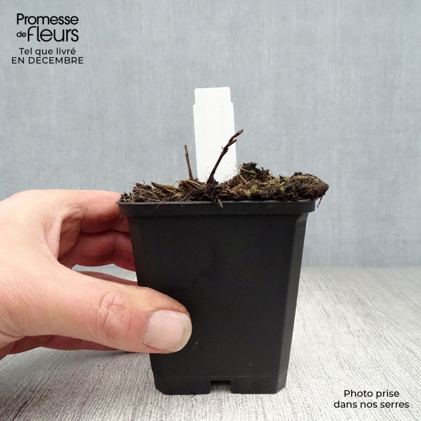 Spécimen de Angelica gigas - Angélique rouge Godet de 8/9 cm tel que livré en hiver